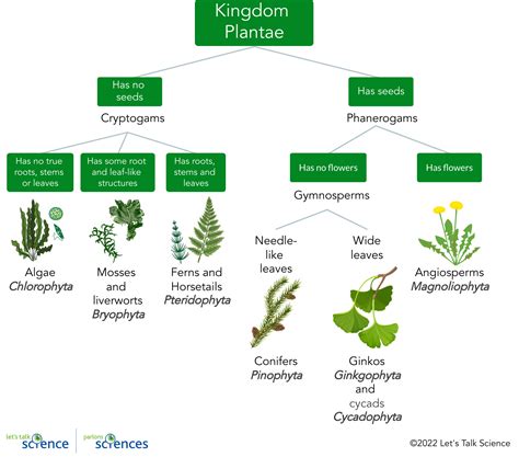 BOTANY DIVISION .